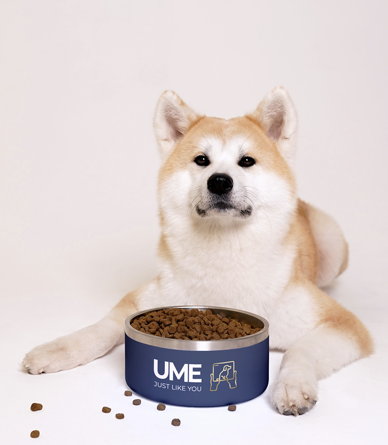 A Shiba Inu dog lying down next to UME food